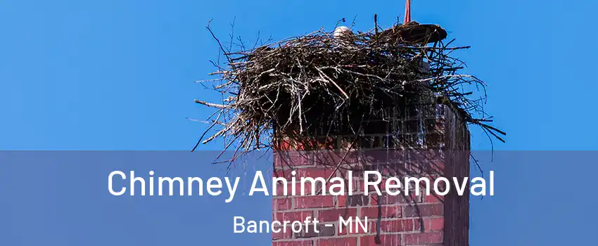 Chimney Animal Removal Bancroft - MN