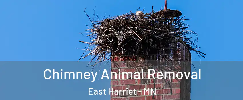 Chimney Animal Removal East Harriet - MN