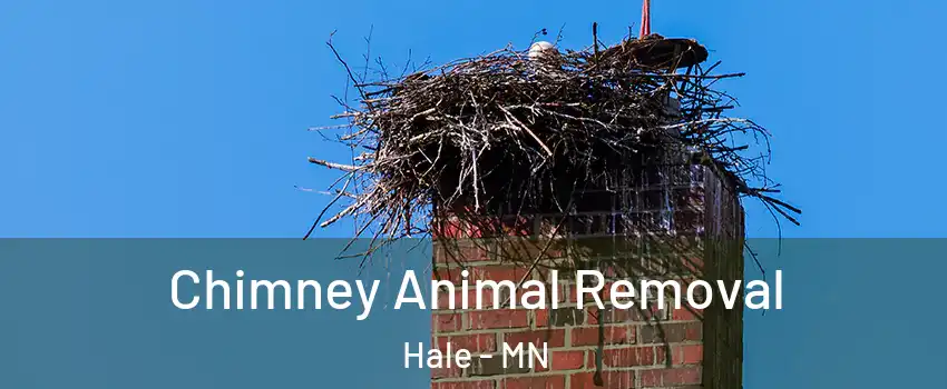 Chimney Animal Removal Hale - MN