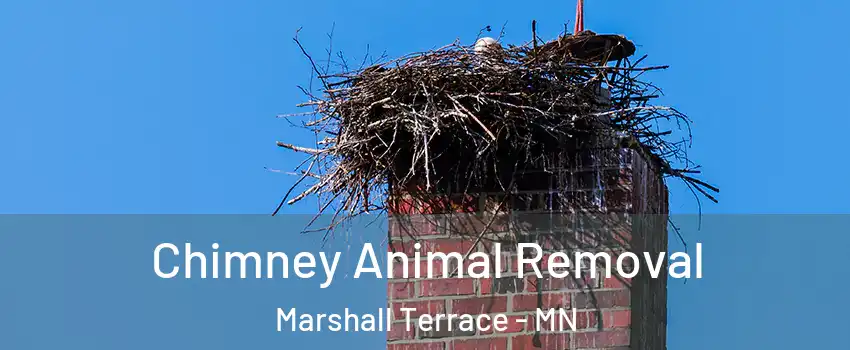 Chimney Animal Removal Marshall Terrace - MN