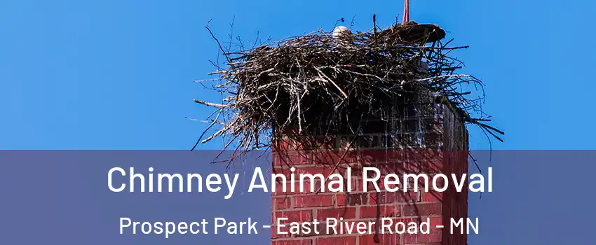Chimney Animal Removal Prospect Park - East River Road - MN