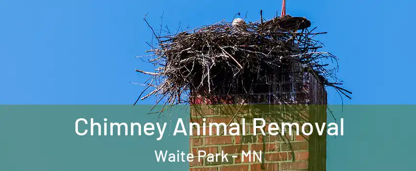 Chimney Animal Removal Waite Park - MN