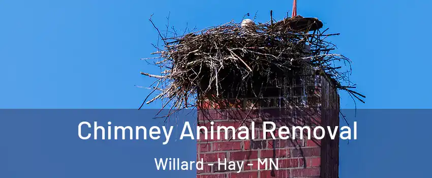 Chimney Animal Removal Willard - Hay - MN