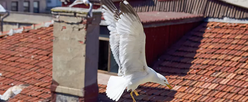 Residential Chimney Animal Removal Solution in Mid - City Industrial, MN