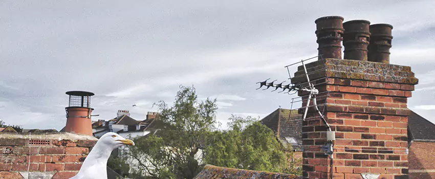 Chimney Cleaning And Restoration in Audubon Park, Minnesota